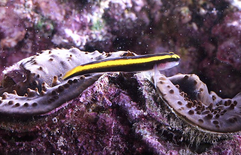 Elacatinus evelynae (Böhlke & Robins, 1968)